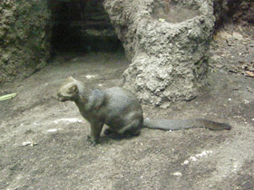 Смотреть фото Ягуарунди Фото Ягуарунди