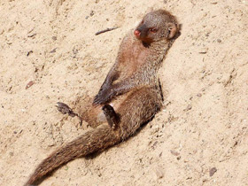 Смотреть фото Полосатый мангуст Фото Полосатый мангуст