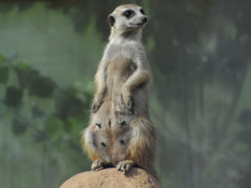 Смотреть фото Сурикаты Фото Сурикаты