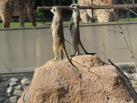 Смотреть фото Сурикаты Фото Сурикаты