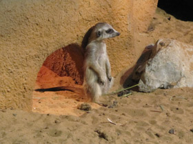 Сурикаты Сурикаты