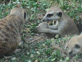 Смотреть фото Сурикаты Фото Сурикаты