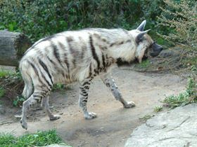 Смотреть фото Полосатая гиена Фото Полосатая гиена