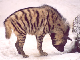 Смотреть фото Полосатая гиена Фото Полосатая гиена