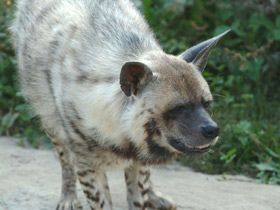 Смотреть фото Полосатая гиена Фото Полосатая гиена