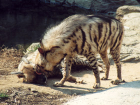 Смотреть фото Полосатая гиена Фото Полосатая гиена