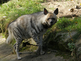 Смотреть фото Полосатая гиена Фото Полосатая гиена