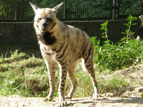 Смотреть фото Полосатая гиена Фото Полосатая гиена