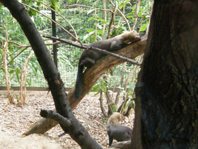 Смотреть фото Тайра Фото Тайра