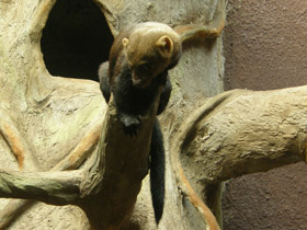 Смотреть фото Тайра Фото Тайра