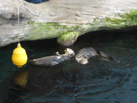 Смотреть фото Калан Фото Калан