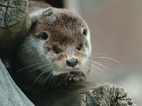 Обыкновенная выдра Обыкновенная выдра