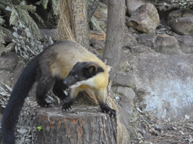 Смотреть фото Харза Фото Харза