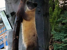 Смотреть фото Харза Фото Харза