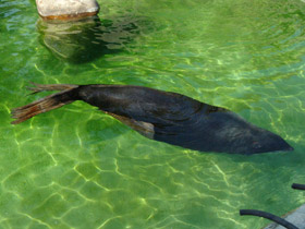 Смотреть фото Северный морской котик Фото Северный морской котик