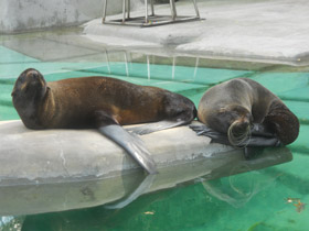 Смотреть фото Северный морской котик Фото Северный морской котик