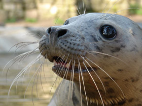 Смотреть фото Серый тюлень Фото Серый тюлень