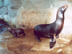 Смотреть фото Калифорнийский морской лев Фото Калифорнийский морской лев