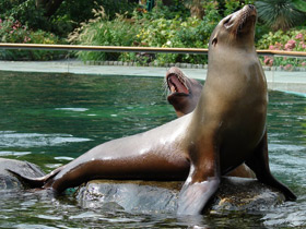 Смотреть фото Калифорнийский морской лев Фото Калифорнийский морской лев