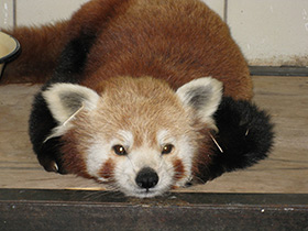 Смотреть фото Малая Панда Фото Малая Панда