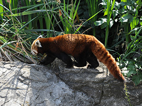 Малая Панда Малая Панда