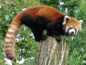 Смотреть фото Малая Панда Фото Малая Панда