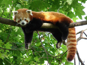 Малая Панда Малая Панда