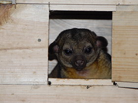 Смотреть фото Кинкажу Фото Кинкажу