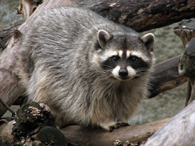 Смотреть фото Енот-полоскун Фото Енот-полоскун