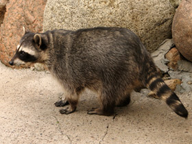 Смотреть фото Енот-полоскун Фото Енот-полоскун