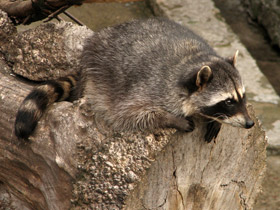 Смотреть фото Енот-полоскун Фото Енот-полоскун