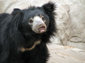 Смотреть фото 10 интересных фактов о медведях Фото 10 интересных фактов о медведях