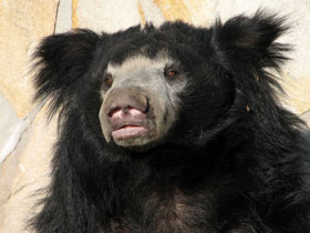 Смотреть фото Губач Фото Губач