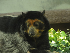 Смотреть фото Очковый медведь Фото Очковый медведь