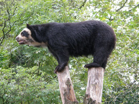Смотреть фото Очковый медведь Фото Очковый медведь
