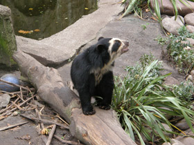 Смотреть фото Очковый медведь Фото Очковый медведь