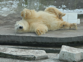 Смотреть фото Белый медведь Фото Белый медведь