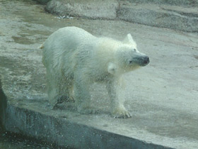 Смотреть фото Белый медведь Фото Белый медведь