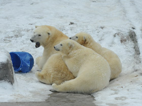 Смотреть фото Белый медведь Фото Белый медведь