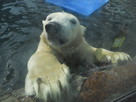 Смотреть фото Белый медведь Фото Белый медведь