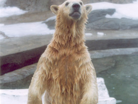 Белый медведь Белый медведь