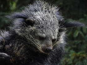 Смотреть фото Бинтуронг Фото Бинтуронг