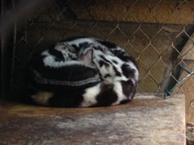 Смотреть фото Полосатый линсанг Фото Полосатый линсанг