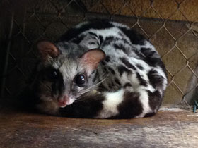 Смотреть фото Полосатый линсанг Фото Полосатый линсанг