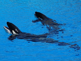 Смотреть фото Косатка Фото Косатка