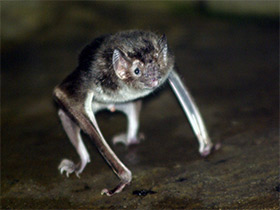 Смотреть фото Обыкновенный вампир Фото Обыкновенный вампир