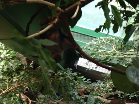 Смотреть фото Индийская летучая лисица Фото Индийская летучая лисица