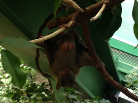 Смотреть фото Индийская летучая лисица Фото Индийская летучая лисица