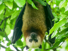 Смотреть фото Альдабрская летучая лисица Фото Альдабрская летучая лисица