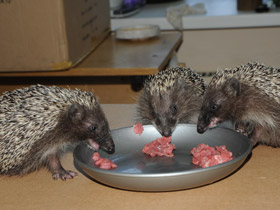 Смотреть фото Белогрудый ёж Фото Белогрудый ёж